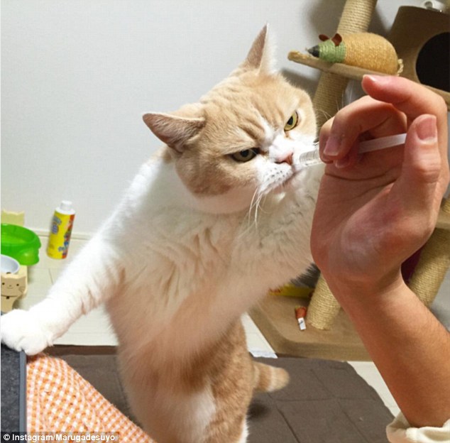 Koyuki: la gata japonesa que amenaza con destronar al &lsquo;Gato Gru&ntilde;&oacute;n&rsquo;